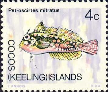 Petroscirtes mitratus Petroscirtes mitratus
