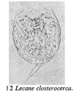 Lecane closterocerca