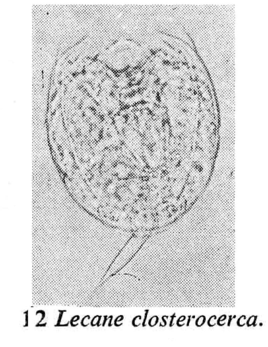 Lecane closterocerca Lecane closterocerca