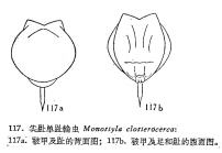 Lecane closterocerca