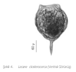 Lecane closterocerca