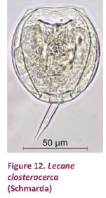 Lecane closterocerca