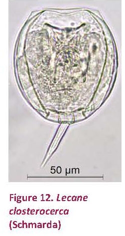 Lecane closterocerca Lecane closterocerca