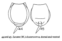 Lecane closterocerca