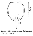 Lecane closterocerca