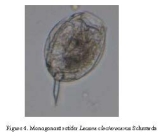Lecane closterocerca