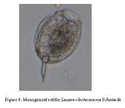 Lecane closterocerca Lecane closterocerca