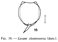 Lecane closterocerca