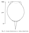 Lecane closterocerca