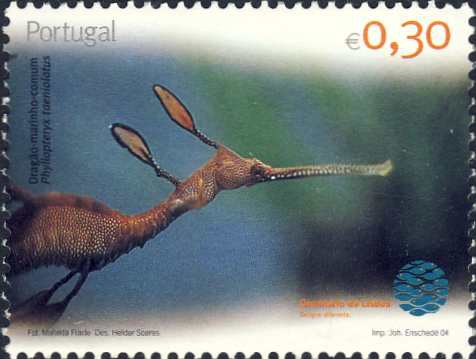 Phyllopteryx taeniolatus Phyllopteryx taeniolatus