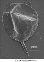 Lecane closterocerca
