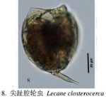 Lecane closterocerca