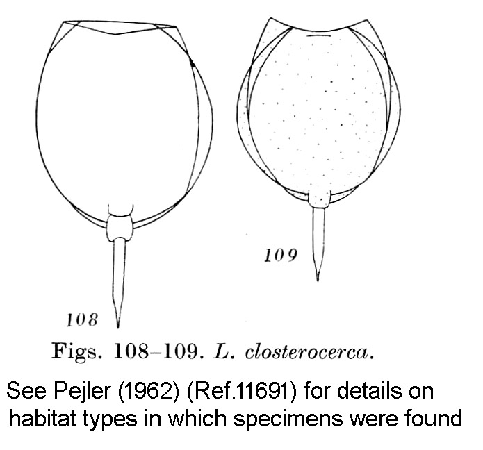 Lecane closterocerca Lecane closterocerca