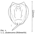 Lecane closterocerca