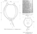 Lecane closterocerca
