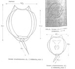 Lecane closterocerca