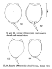 Lecane closterocerca