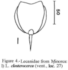 Lecane closterocerca
