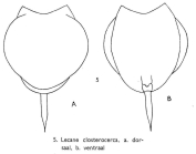 Lecane closterocerca