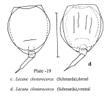 Lecane closterocerca