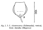 Lecane closterocerca