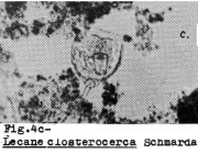 Lecane closterocerca