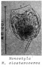 Lecane closterocerca