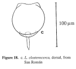 Lecane closterocerca