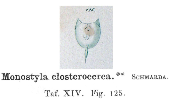 Lecane closterocerca - Original description image