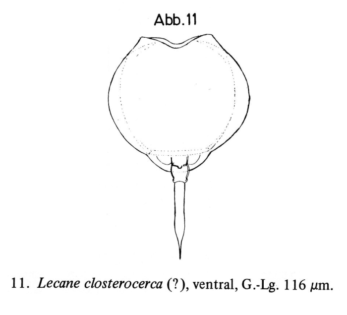 Lecane closterocerca amazonica Lecane closterocerca amazonica