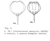 Lecane closterocerca amazonica