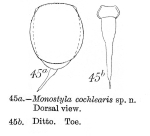 Lecane cochlearis - Original description image