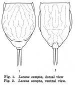 Lecane compta
