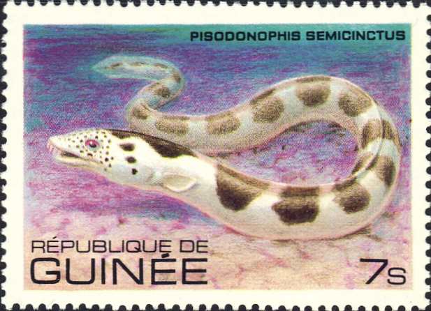 Pisodonophis semicinctus Pisodonophis semicinctus