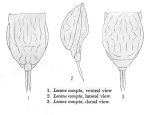 Lecane compta