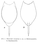 Lecane conspicua - Original description image
