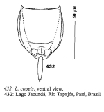 Lecane copeis