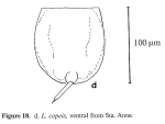 Lecane copeis