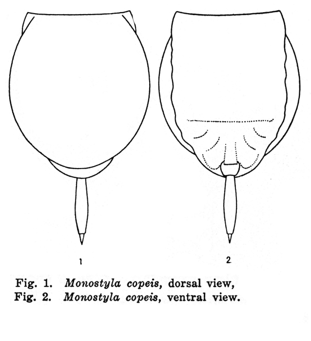 Lecane copeis - Original description image