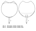 Lecane cornuta