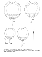 Lecane cornuta