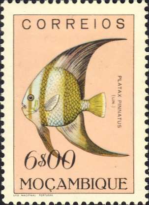 Platax pinnatus Platax pinnatus