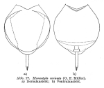 Lecane cornuta