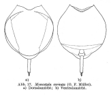 Lecane cornuta