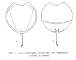 Lecane cornuta