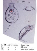 Lecane cornuta