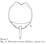 Lecane cornuta