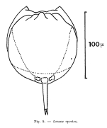 Lecane cornuta