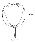 Lecane cornuta
