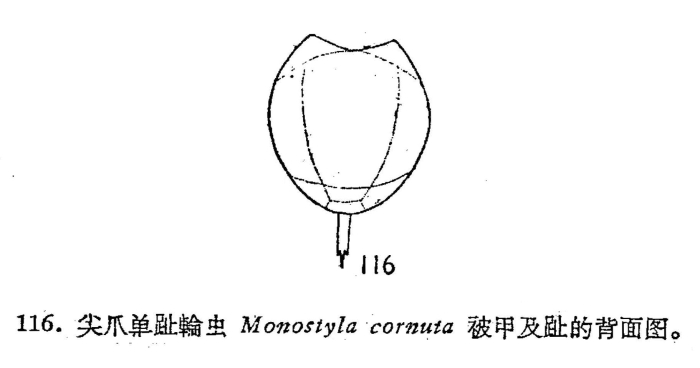 Lecane cornuta Lecane cornuta